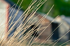 Granaries 5 - Sexmith, Alberta