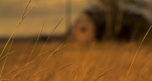 Lone Farm Building 5 - Sexsmith, Alberta