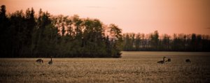 Canada Geese Feeding at Sundown - Fairview, Alberta
