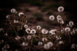 Dandelions 1 - High Level, Alberta