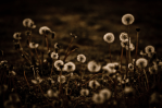 Dandelions 2 - High Level, Alberta