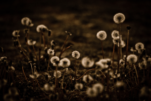 Dandelions 2 - High Level, Alberta