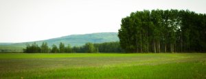 Green Pastures - Buffalo Head Prairie, Alberta
