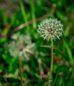 Dandelion 7 - Fort Vermilion, Alberta