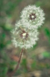 Dandelion 5 - Fort Vermilion, Alberta
