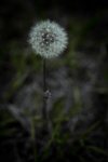 Dandelion 4 - Fort Vermilion, Alberta