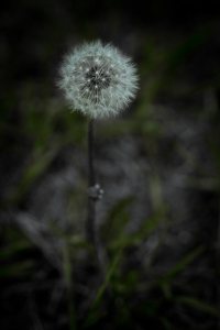 Dandelion 4 - Fort Vermilion, Alberta