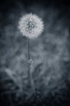 Dandelion 3 - Fort Vermilion, Alberta