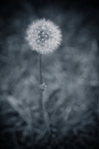 Dandelion 3 - Fort Vermilion, Alberta