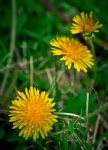 Dandelion 2 - Fort Vermilion, Alberta