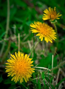 Dandelion 2 - Fort Vermilion, Alberta
