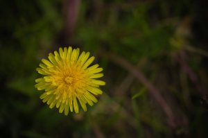 Dandelion 1 - Fort Vermilion, Alberta