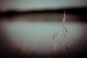 Footner Lake 5, Alberta
