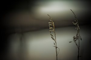 Footner Lake 3, Alberta