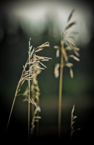 Footner Lake 2, Alberta