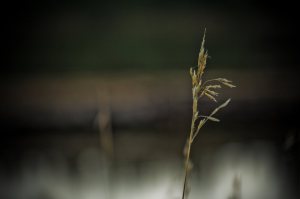 Footner Lake 1, Alberta