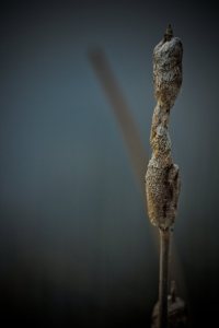 Cattail 4 - Footner Lake, Alberta