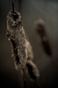 Cattail 3 - Footner Lake, Alberta