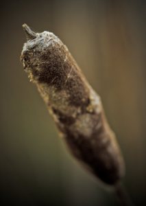 Cattail 2 - Footner Lake, Alberta