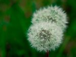 Dandelions 4 - Footner Lake, Alberta