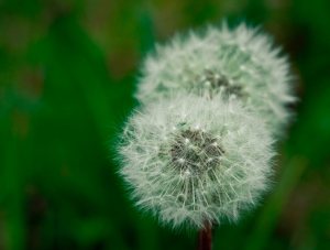 Dandelions 4 - Footner Lake, Alberta