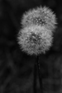Dandelions 3 - Footner Lake, Alberta