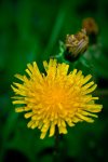 Dandelions 2 - Footner Lake, Alberta