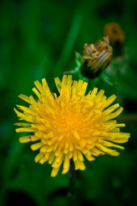 Dandelions 2 - Footner Lake, Alberta