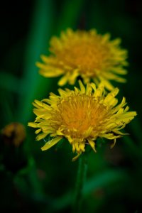 Dandelions - Footner Lake, Alberta