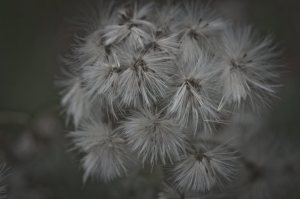 Flora - Footner Lake, Alberta