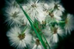 Grass & Flora - Footner Lake, Alberta