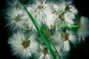 Grass & Flora - Footner Lake, Alberta