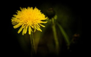 Dandelion - Footner Lake, Alberta
