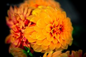 Flower - High Level, Alberta