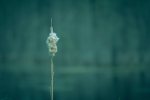 Cattail 1 - Northwestern Alberta