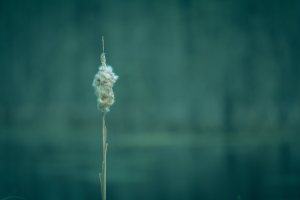 Cattail 1 - Northwestern Alberta