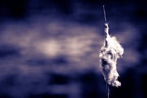 Cattail 2 - Northwestern Alberta