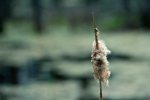 Cattail 3 - Northwestern Alberta