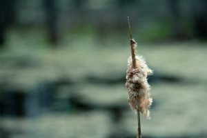 Cattail 3 - Northwestern Alberta