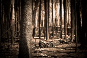 Fire Aftermath - Northwestern Alberta