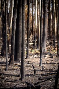 Fire Aftermath 2 - Northwestern Alberta