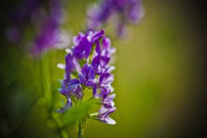 Flower 2 - Northwestern Alberta