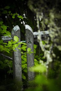 Fence Posts - Alexandra Falls, Northwest Territories