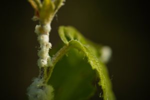 Leaves - Alexandra Falls, Northwest Territories