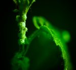 Leaves 2 - Alexandra Falls, Northwest Territories