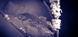 Leaves 3 - Alexandra Falls, Northwest Territories