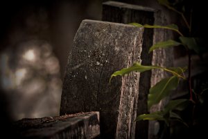 Fence Posts 2 - Alexandra Falls, Northwest Territories
