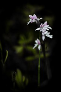 Flower 4 - Alexandra Falls, Northwest Territories