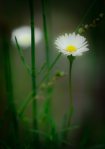 Daisies - Alexandra Falls, Northwest Territories