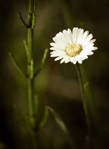 Daisy - Alexandra Falls, Northwest Territories